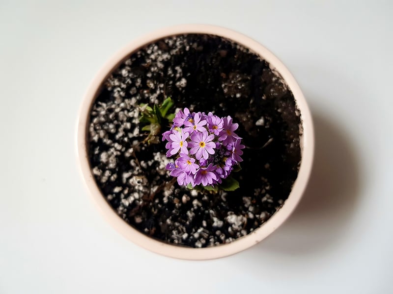 Indoor Plant